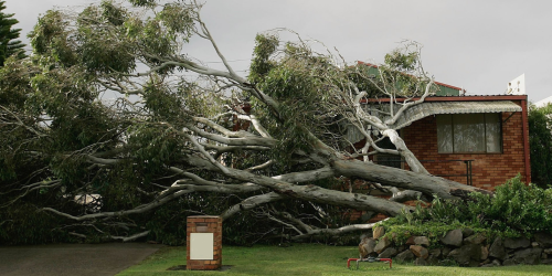 Tree Removal, Tree Cutting, Tree Service, Free Estimates (1)