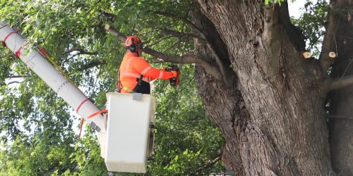 Tree Removal, Tree Cutting, Tree Service, Free Estimates (2)