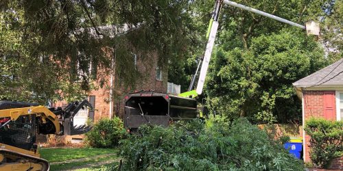 Tree Removal, Tree Cutting, Tree Service, Free Estimates (3)