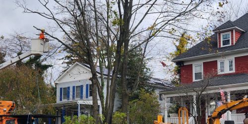 Tree Removal, Tree Cutting, Tree Service, Free Estimates (8)